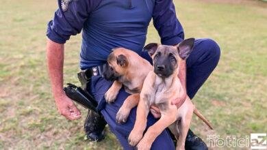 Canil da Guarda de Jundiaí conta com reforço de mais dois cães