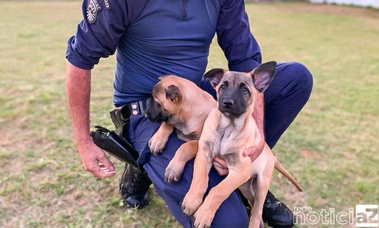 Canil da Guarda de Jundiaí conta com reforço de mais dois cães