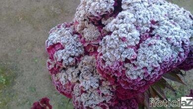 Semana começa com frio intenso na Região de Jundiaí