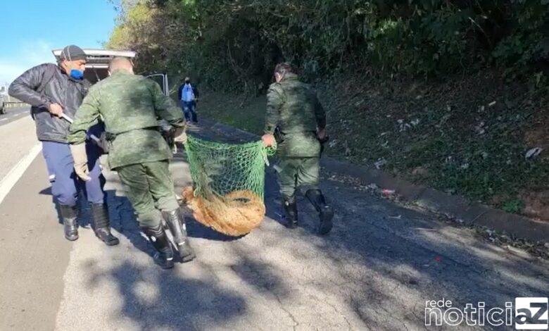 Onça-parda é atropelada em rodovia de Jundiaí e morre