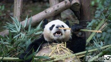 Pandas gigantes deixam a lista de ameaça de extinção
