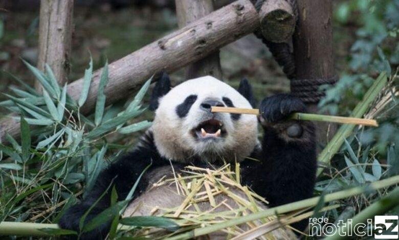 Pandas gigantes deixam a lista de ameaça de extinção