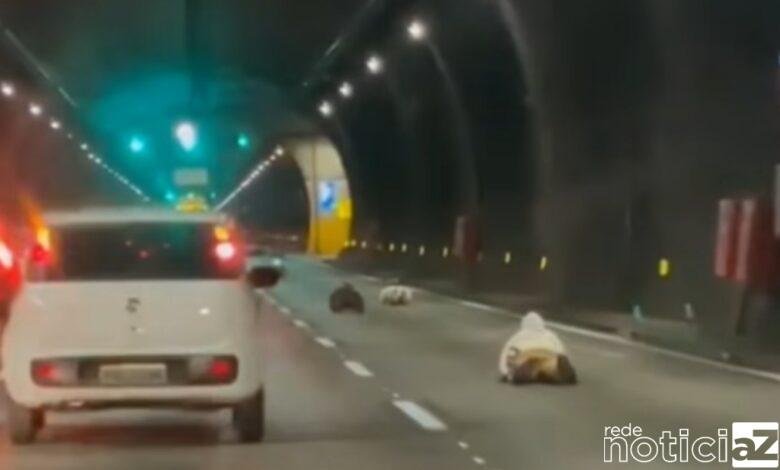 Grupo faz um rolê arriscado em rodovia de SP