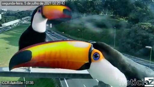 Tucanos dão as caras na Bandeirantes