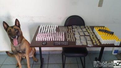 Canil da GM apreende drogas em área de mata de Jundiaí