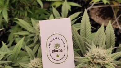 Guarda de Jundiaí encontra estufa usada para plantio de maconha