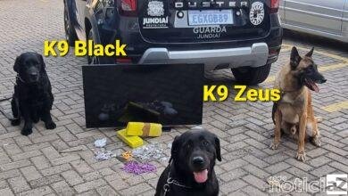 Canil da GM encontra drogas e uma TV em abrigo de Jundiaí
