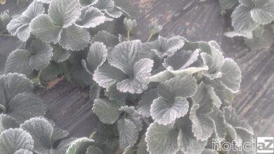 Geada na Região de Jundiaí prejudica plantação de morango