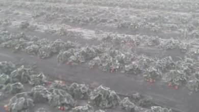 Mais um dia de geada causa problemas para plantações de morango de Jarinu