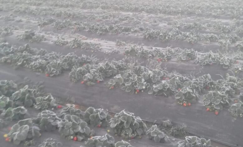 Mais um dia de geada causa problemas para plantações de morango de Jarinu