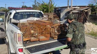 Aves em cativeiro rendem multa de quase R$ 500 mil