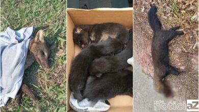 Animais vítimas de incêndio na Serra do Japi são resgatados