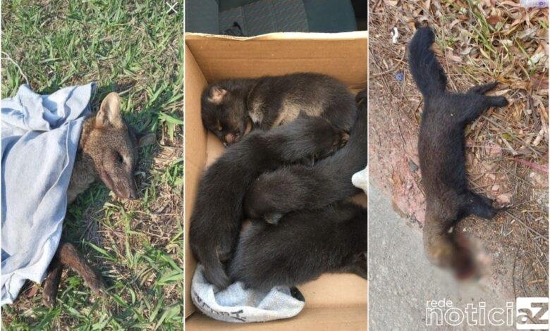 Animais vítimas de incêndio na Serra do Japi são resgatados