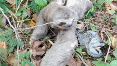 Bicho-preguiça é resgatado após ser achado em marginal de Campo Limpo