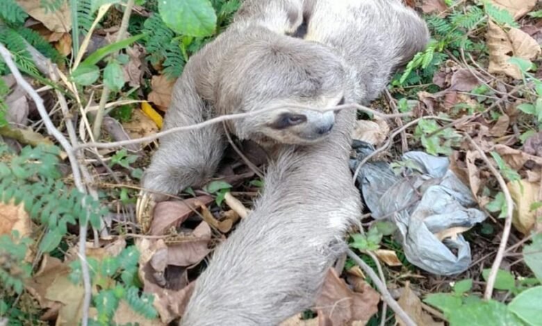 Bicho-preguiça é resgatado após ser achado em marginal de Campo Limpo