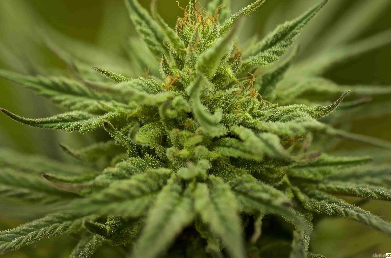 Entenda o cultivo da cannabis Rede NoticiaZ Entenda o cultivo da cannabis Rede NoticiaZ