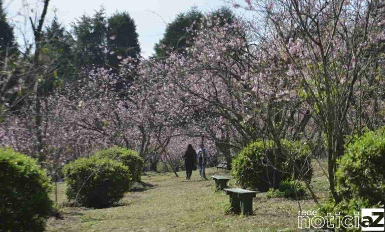 As cerejeiras começaram a florir no Parque do Carmo, na zona leste da capital paulista. A cerejeira é uma árvore símbolo do Japão, onde é conhecida