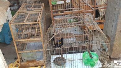 A Policia Ambiental apreendeu dezenas de aves e saguis em cativeiro na cidade de Campinas. O crime rendeu multas que juntas somam R$ 30 mil reais.