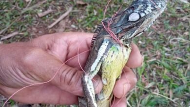 Iguana é encontrada enrolada em linha de pipa em Várzea Paulista