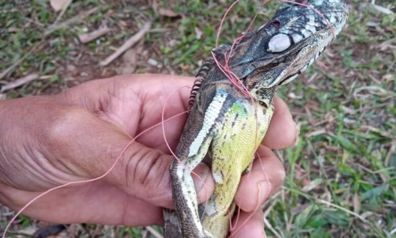 Iguana é encontrada enrolada em linha de pipa em Várzea Paulista