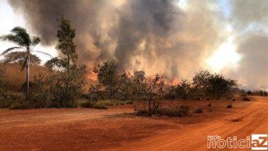 Incêndio no Parque do Juquery destrói 80% da mata