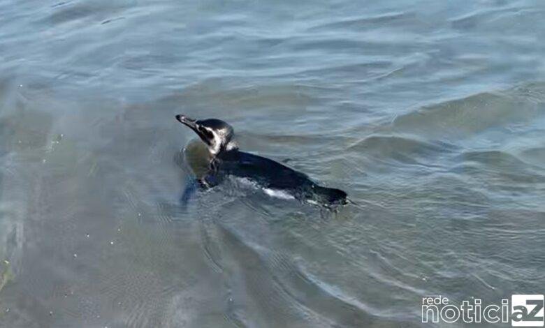 Pinguim-de-magalhães fica à vontade com banhistas em São Sebastião