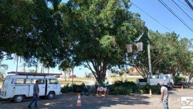 Poda de árvores é executada em Jundiaí