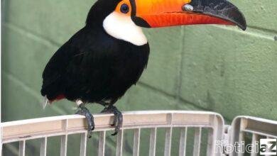 Tucano recebe bico feito em impressora 3D em Jundiaí