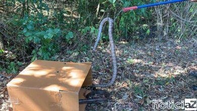 VÍDEO - Cobras são encontradas dentro de condomínio em Jundiaí