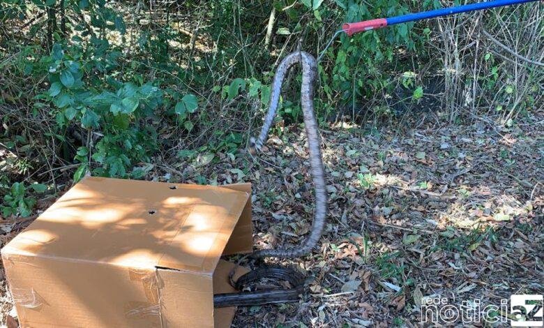 VÍDEO - Cobras são encontradas dentro de condomínio em Jundiaí