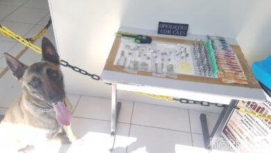 Canil da GM apreende menor por tráfico em Jundiaí