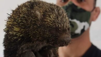 Ouriço é resgatado após queimada na Serra do Japi