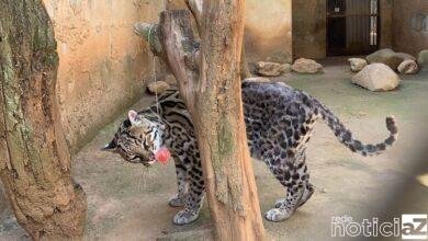 Felinos da Mata Ciliar de Jundiaí recebem sorvete