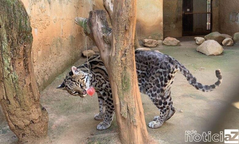 Felinos da Mata Ciliar de Jundiaí recebem sorvete