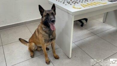 Duas sacolas com centenas de porções de drogas foram apreendidas pelo Canil da GMJ. A equipe estava em patrulhamento pelo Jardim Tamoio, no entorno da