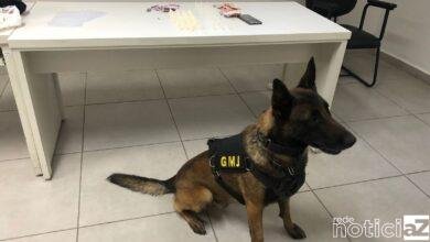 A equipe do Canil da GM de Jundiaí apreendeu duas sacolas com drogas e deteve dois menores. Os Guardas estavam em patrulhamento comunitário