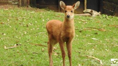Filhote de cervo-de-pantanal nasce no Zooparque de Itatiba