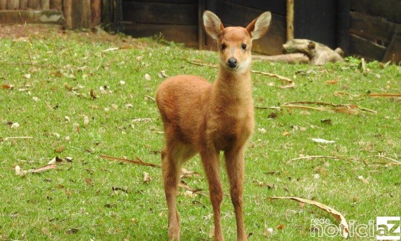 Filhote de cervo-de-pantanal nasce no Zooparque de Itatiba