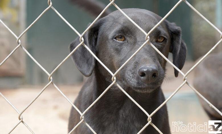 Donos de cães e gatos devem ficar atentos com a ligação do DEBEA