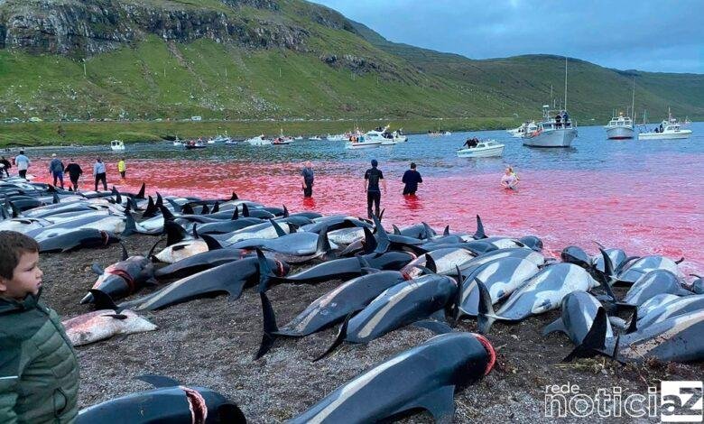 Caçadores matam mais de 1,4 mil golfinhos na Europa