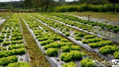 Equipe do Vale Verde recebeu os representantes do Ministério da Agricultura e mostraram o projeto (Foto: Prefeitura de Jundiaí)