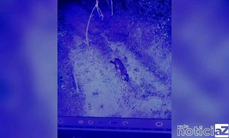 VÍDEO - Onça dá um 'rolê' em condomínio de Jundiaí