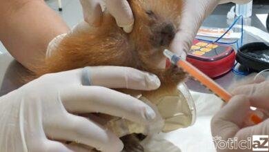 Ouriço-cacheiro é encontrado em terreno baldio de Jundiaí