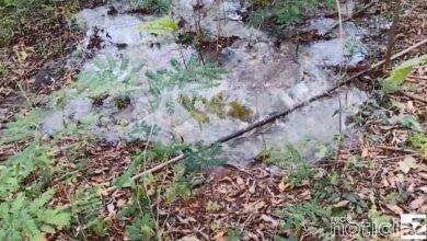 Peixes são encontrados mortos em lago de Jundiaí