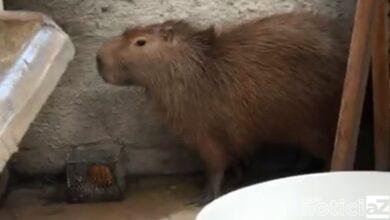 Capivara resolve 'visitar' casa em Várzea Paulista
