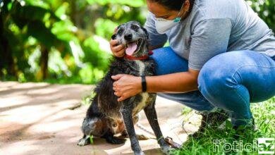 Debea de Jundiaí abre inscrições para curso de capacitação para protetores de animais