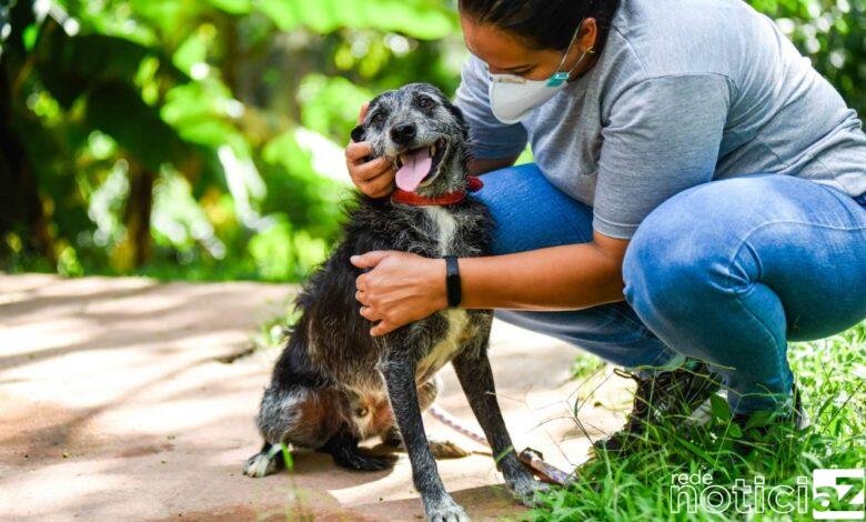 Debea de Jundiaí abre inscrições para curso de capacitação para protetores de animais