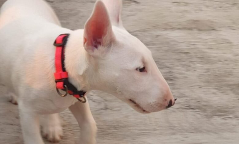 Campo Limpo Paulista promove o mutirão de castração animal