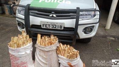 Polícia Ambiental multa em mais de R$ 500 mil trio que extraiu palmito no Interior de SP