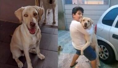 Família de Campo Limpo Paulista procura pelo Marley